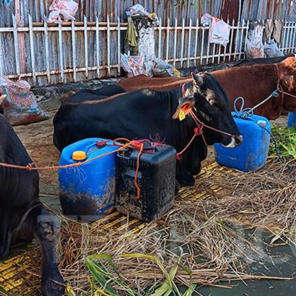 Sambut Idul Adha: 2.150 Sapi Kurban Masuk Kota Bekasi, Pengawasan Kesehatan Diperketat