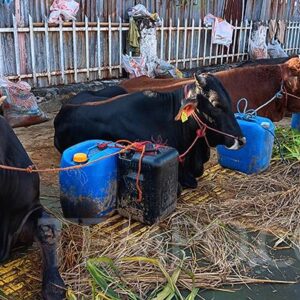 Sambut Idul Adha: 2.150 Sapi Kurban Masuk Kota Bekasi, Pengawasan Kesehatan Diperketat
