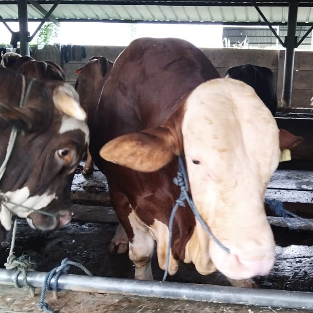 Sapi Qurban Presiden Prabowo Seberat 1,1 Ton Dibeli dari Peternakan BBS Kota Bekasi
