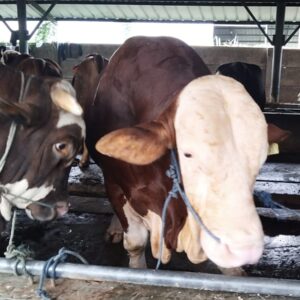 Sapi Qurban Presiden Prabowo Seberat 1,1 Ton Dibeli dari Peternakan BBS Kota Bekasi