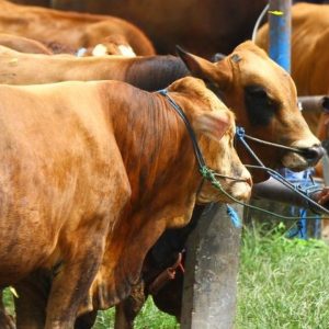 Kementerian Pertanian Tindak Tegas Distributor Penjual Sapi di Atas Harga Acuan Pemerintah