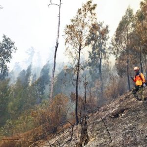 Sumsel Dominasi Titik Panas Sumatera, BMKG Catat 2.639 Titik